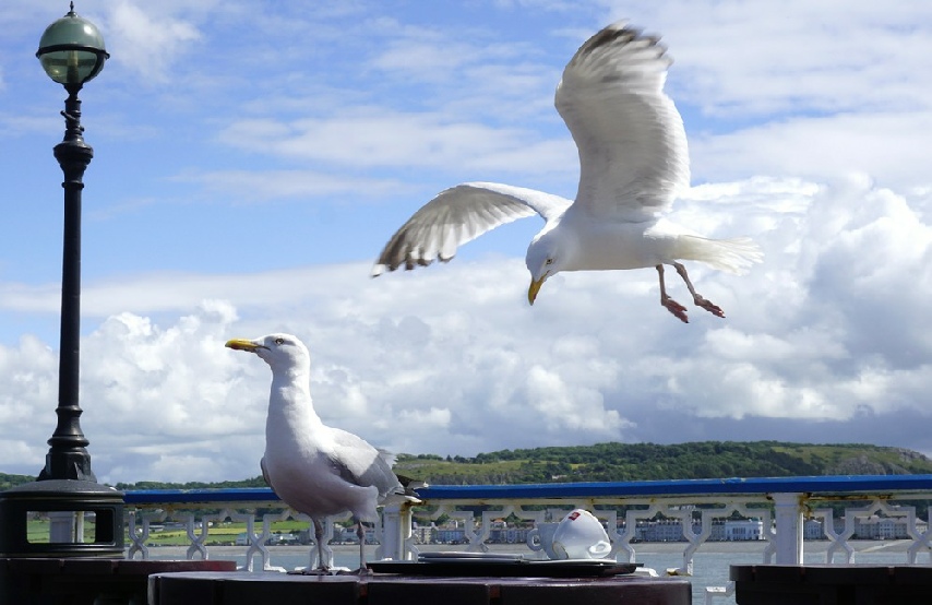 Seagull in flight